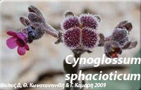 Cynoglossum sphacioticum - Κυνόγλωσσο το σφακιανόΤο συναντάμε συνήθως σε ξέφωτα δασών και βραχώδεις πλαγιές σε μεγάλα υψόμετρα. Το ύψος του φυτού φθάνει στα 80 εκατοστά και τα φύλλα του είναι μαλακά και χνουδωτά αναδύοντας μια δυνατή μυρωδιά. Χρησιμοποιείται ως θεραπευτικό φυτό και βοηθά σε προβλήματα βήχα, πόνων, κολικών αλλά και της αϋπνίας.